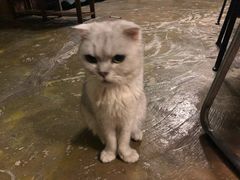 -猫猫幼稚园·撸猫·桌游·电玩