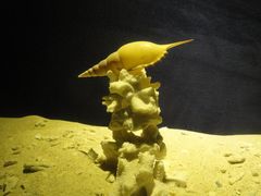 -亚龙湾中心广场·贝壳馆