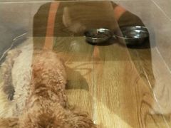 -八公叔叔宠物美容连锁(春申店)