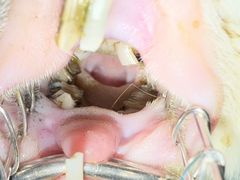 -东莞宠友24H宠物中心医院·转诊夜诊·异宠(新河北路院)