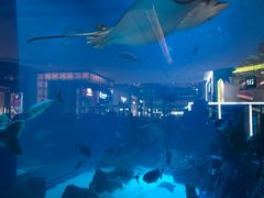 -迪拜水族馆及水下动物园