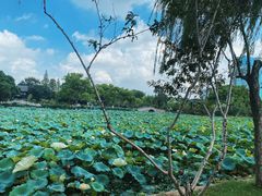 -无锡蠡湖国家湿地公园-蠡园