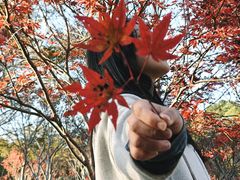 -广州市帽峰山景区