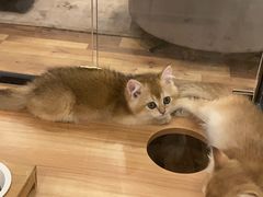 -袖虎·猫馆(体育西路店)