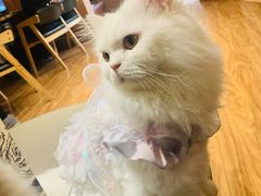 -MOCHA明星猫咖(田子坊店)
