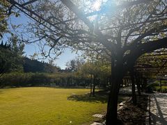 -嘉定紫藤园