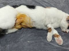 -动物缘宠物医院·骨科·猫科(西二环店)