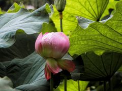 -陈家山荷花公园