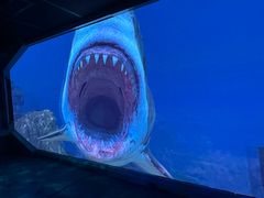 -海合安青岛极地海洋公园