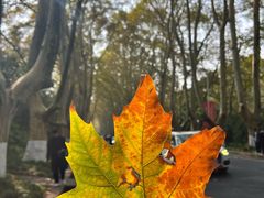 -草桥清真牛肉锅贴扁食店