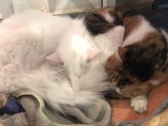 -Anne猫窝咖啡屋