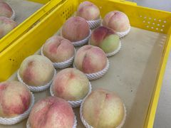 -老袁家蜜桃农场·阳山水蜜桃