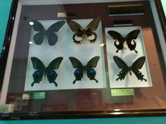 -上海昆虫博物馆