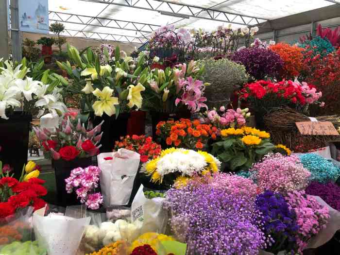 苗圃花卉市场-"吐槽一下,苗圃花鸟鱼虫花卉市场,今天刚在.