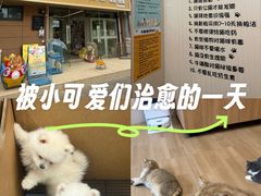 -唐小姐の私宠·宠物洗护美容·撸猫馆·购宠(周浦万达旗舰店)