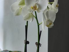 -双季花艺园艺市场(浦东店)