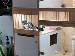-山宅一喵德文卷毛猫舍