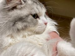 -猫腻·猫咖·撸猫馆(星光大道店)