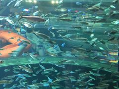 -瑞普利水族馆