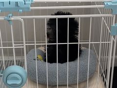 -翊宠yipet猫狗购宠庄园犬舍•猫舍