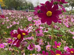 -天适樱花悠乐园