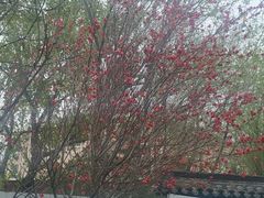 -桃花堤公园