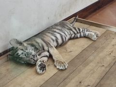 -杭州野生动物世界
