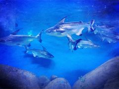 -烟台海昌鲸鲨海洋公园