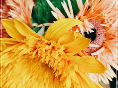 -七彩云南茶(七彩云南第壹城店)