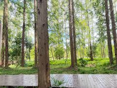 -黄海国家森林公园