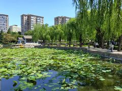 -团结湖公园