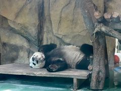 -成都动物园