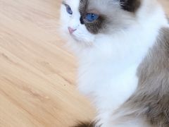 -momokira米努特·德文卷毛猫·棉花面纱犬