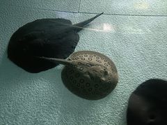 -上海海洋水族馆