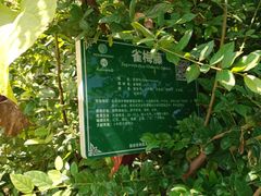 -广西壮族自治区药用植物园