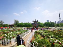 -曹州牡丹园