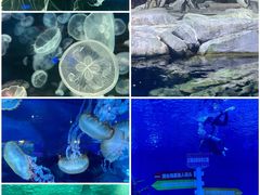-上海海昌海洋公园