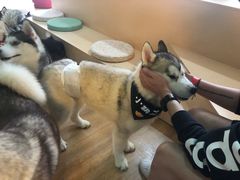 -Husky Go! 哈士奇体验馆·宠物咖啡厅狗咖