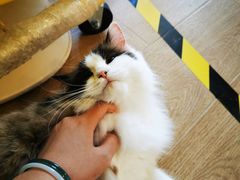 -南京Hallo宠物乐园·哈罗犬舍·柴犬繁育基地