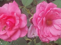 -花溪公园