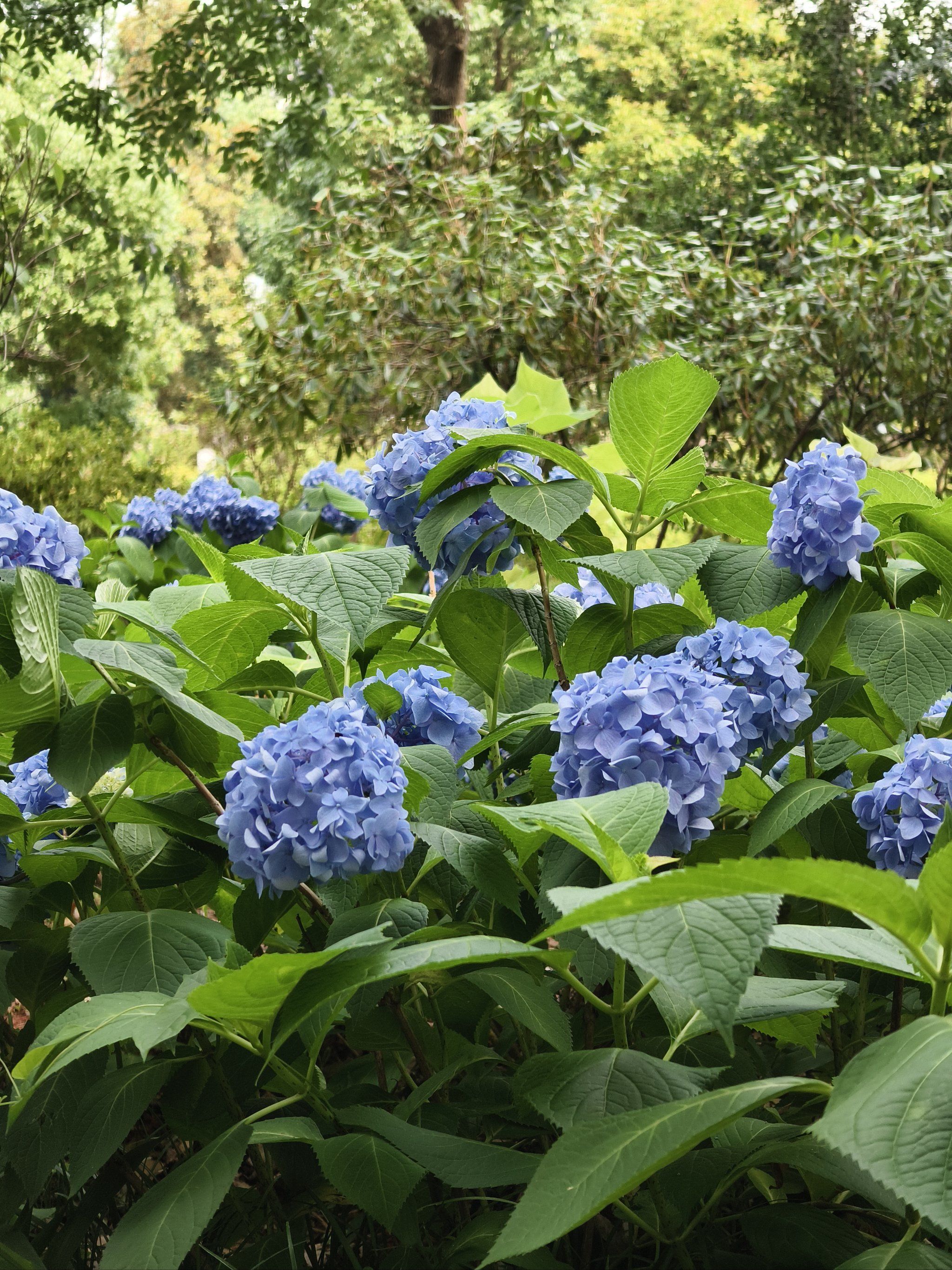 植物园的绣球花园正值花期