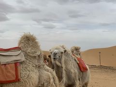 -银肯塔拉沙漠生态旅游景区