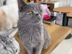 -平行世界·猫咖(首经贸店)