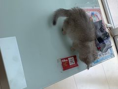 -宠福鑫康馨动物医院·骨科·眼科