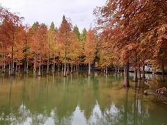 -泗洪洪泽湖湿地景区