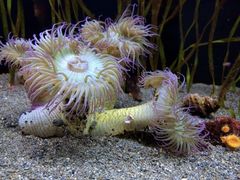 -西雅图水族馆