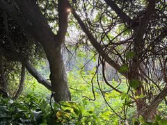 -广西壮族自治区药用植物园