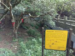 -普陀山慧济禅寺