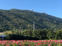 -亚龙湾国际玫瑰谷