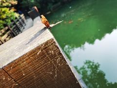 -白马涧龙池景区